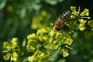 a bee is on a yellow flower with green leaves photo