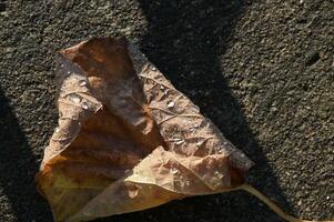 a dead leaf laying on the ground photo