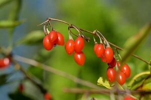 goji berries are red berries that are growing on a plant photo