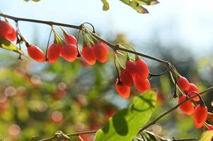 goji berries are red and have small berries photo