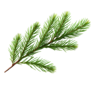 a branch of pine tree on a transparent background png
