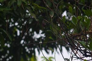 shot on a tree branch whose leaves appear to be falling photo