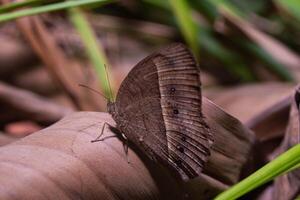 shot on brown butterfly. Butterfly wings are covered with small scales and are the only insects that have scaled wings. photo