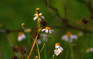 view of Bidens alba flowers blooming with a nature blur background. one of the flowers that bees and butterflies like. photo