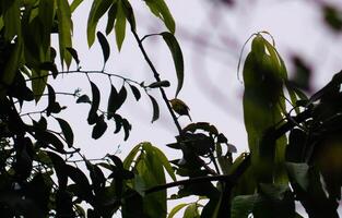 shot on the cipoh bird or aegithina tiphia on a tree branch photo