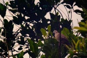 view of the trees with the Javan dove perched on the tree photo
