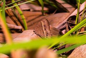 shot on brown butterfly. Butterfly wings are covered with small scales and are the only insects that have scaled wings. photo