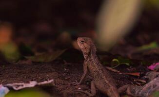 chameleons or wild calotes. Invasive animals that live and thrive in Indonesia. photo