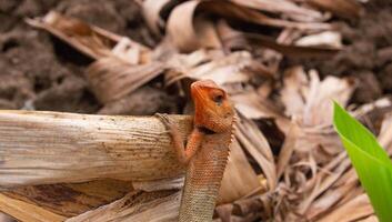 shot on chameleon or wild calotes photo
