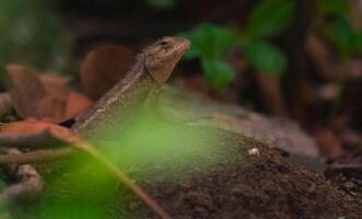 chameleons or wild calotes. Invasive animals that live and thrive in Indonesia. photo