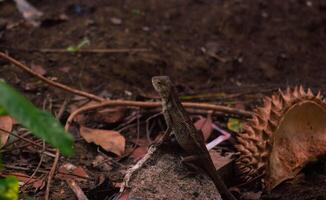 chameleons or wild calotes. Invasive animals that live and thrive in Indonesia. photo