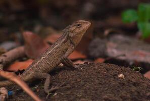 chameleons or wild calotes. Invasive animals that live and thrive in Indonesia. photo