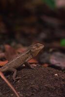 chameleons or wild calotes. Invasive animals that live and thrive in Indonesia. photo
