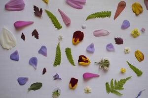 Process of drying plants colorful petals and leaves, ready for pressing photo