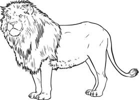 Lion standing in side view vector