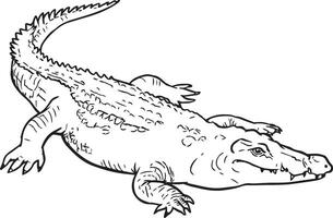 CROCODILE CRAWLING LINEART vector