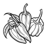 Chili Peppers Outline Illustration on White Background vector