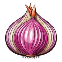 Shallot Illustration for Print and Web Designs vector
