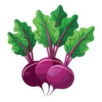 Beet Illustration for Print and Web Designs vector