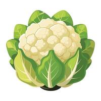 Cauliflower Illustration for Print and Web Designs vector