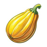 Yellow Squash Illustration for Print and Web Projects vector