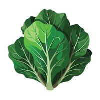 Collard Greens Illustration for Print and Web Designs vector