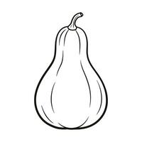 Butternut Squash Outline Illustration on White Background vector