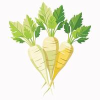 Parsnips Illustration for Print and Web Designs vector