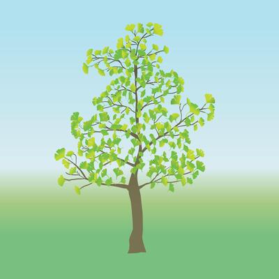 A young Ginkgo tree in a flat landscape