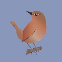 An illustration of an Eurasian wren vector