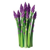 Asparagus Illustration for Print and Web Designs vector