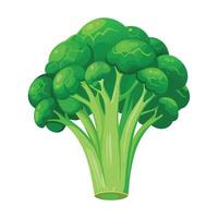 Broccoli Illustration for Print and Web Designs vector