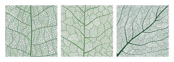 Close-up green leaf texture with intricate details of leaf veins showcasing natures botanical textures and patterns vector