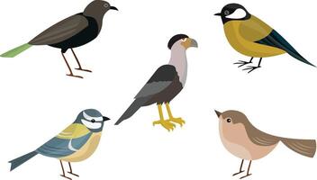 Spring Colorful Various Birds Set illustration on White Background. vector