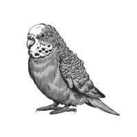 A sketch of a parakeet sitting on a branch vector
