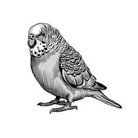 A sketch of a parakeet on a white background vector