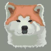 A close-up portrait of an Akita Inu dog with a fluffy white coat and a reddish-brown face, looking directly at the viewer. vector