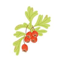 Autumn branch of hawthorn with red berries in hand drawn flat style. illustration isolated on white background for t shirt graphics, printouts. Simple botanical clipart vector