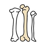 three bones are shown in a line drawing vector