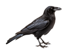 Majestic Black Raven Bird With Glossy Feathers Isolated On Transparent Background png