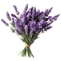 Fresh Lavender Bouquet Tied With String On Transparent Background png