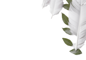 White Feathers With Green Leaves And Small Pebbles On A Minimalist White Background png