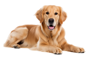 A golden retriever is sitting down on a black background png