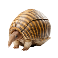 Armadillo With Detailed Shell And Claws Curled Up On Transparent Background png
