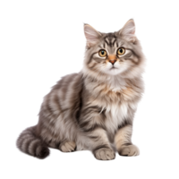 Fluffy Maine Coon Cat Sitting and Staring Intently on White Studio Background png