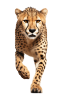 Powerful Cheetah Running Towards Camera Isolated On Transparent Background png