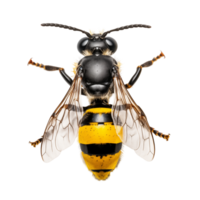 Close-Up Of A Yellow And Black Wasp Sitting On Transparent Background png