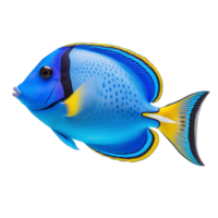 Blue And Yellow Tang Fish With Black Stripes Isolated On Transparent Background png