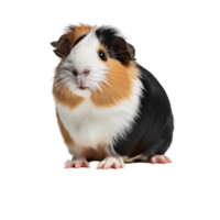 Cute Tri-Color Guinea Pig Sitting On A Wooden Block With Curious Expression png