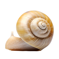 Close-Up Of A Spiral Snail Shell With Beige Tones Isolated On Transparent Background png